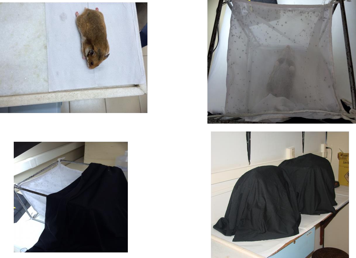 Montagem com quatro fotografias ilustrando o processo de alimentação sanguínea de flebotomíneos em hamster. No canto superior esquerdo, um hamster está deitado sobre uma superfície coberta por papel. No canto superior direito, o animal está dentro de uma gaiola cúbica de tule branco, cercado por flebotomíneos. No canto inferior esquerdo, a mesma gaiola aparece parcialmente coberta por um pano preto, reduzindo a luz externa. No canto inferior direito, duas gaiolas semelhantes estão completamente cobertas por tecidos pretos, posicionadas lado a lado sobre uma bancada de laboratório.​